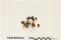 藏品(平蒴苔屬)的圖片